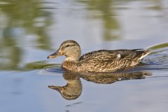 Mallard, Anas platyrhynchos