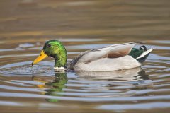 Mallard, Anas platyrhynchos