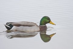 Mallard, Anas platyrhynchos