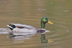 Mallard, Anas platyrhynchos