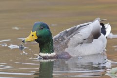 Mallard, Anas platyrhynchos