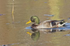 Mallard, Anas platyrhynchos