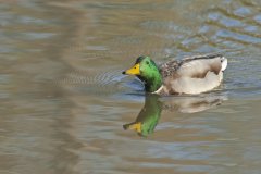 Mallard, Anas platyrhynchos