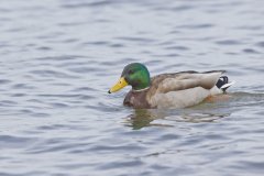 Mallard, Anas platyrhynchos