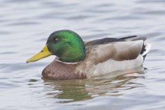 Mallard, Anas platyrhynchos