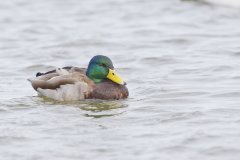 Mallard, Anas platyrhynchos