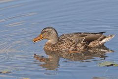 Mallard, Anas platyrhynchos