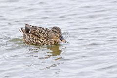 Mallard, Anas platyrhynchos