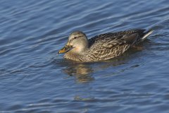 Mallard, Anas platyrhynchos