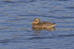 Mallard, Anas platyrhynchos