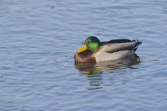 Mallard, Anas platyrhynchos