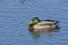 Mallard, Anas platyrhynchos