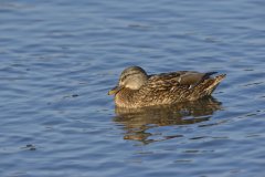 Mallard, Anas platyrhynchos