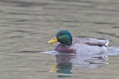 Mallard, Anas platyrhynchos