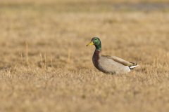 Mallard, Anas platyrhynchos