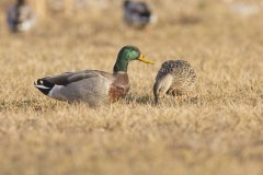 Mallard, Anas platyrhynchos