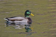 Mallard, Anas platyrhynchos