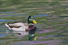 Mallard, Anas platyrhynchos