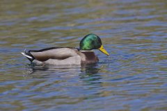 Mallard, Anas platyrhynchos