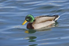 Mallard, Anas platyrhynchos