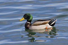 Mallard, Anas platyrhynchos