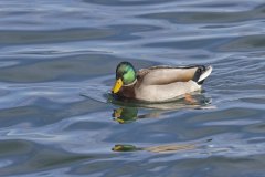 Mallard, Anas platyrhynchos