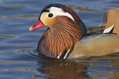 Mandarin Duck, Aix galericulata