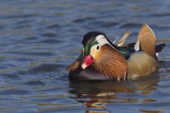 Mandarin Duck, Aix galericulata