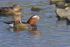 Mandarin Duck, Aix galericulata