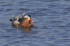 Mandarin Duck, Aix galericulata