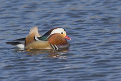 Mandarin Duck, Aix galericulata