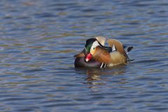 Mandarin Duck, Aix galericulata