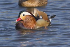 Mandarin Duck, Aix galericulata