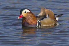 Mandarin Duck, Aix galericulata