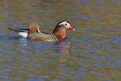 Mandarin Duck, Aix galericulata