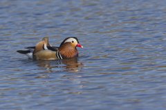 Mandarin Duck, Aix galericulata