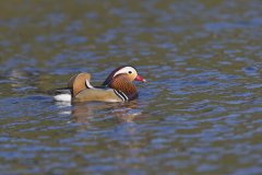 Mandarin Duck, Aix galericulata