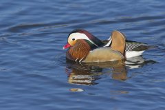 Mandarin Duck, Aix galericulata