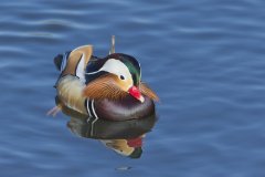 Mandarin Duck, Aix galericulata