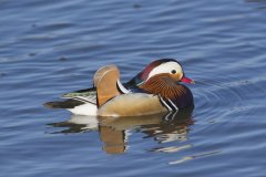 Mandarin Duck, Aix galericulata