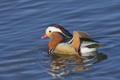 Mandarin Duck, Aix galericulata