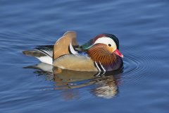 Mandarin Duck, Aix galericulata