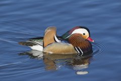 Mandarin Duck, Aix galericulata