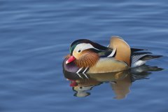 Mandarin Duck, Aix galericulata