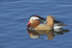 Mandarin Duck, Aix galericulata