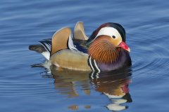 Mandarin Duck, Aix galericulata