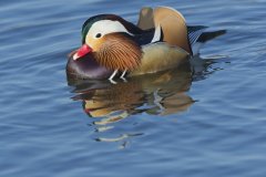 Mandarin Duck, Aix galericulata