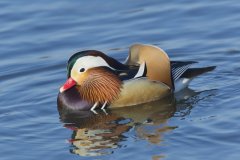 Mandarin Duck, Aix galericulata