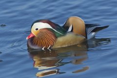 Mandarin Duck, Aix galericulata