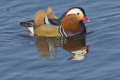 Mandarin Duck, Aix galericulata